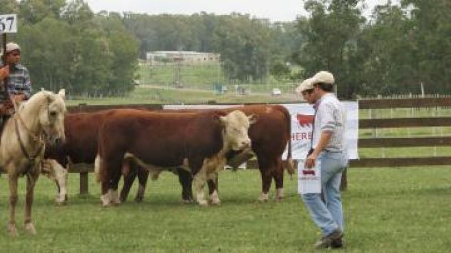 Hereford entre Esteio, Congreso de la raza y Expo Prado