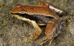 Hallan nueva especie de rana y estudian subastar su nombre