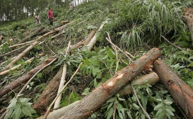 Se perdió superficie de bosques del tamaño de Sudáfrica