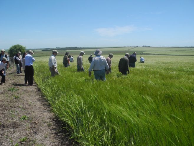 Agricultura: la soja puede salvar el año