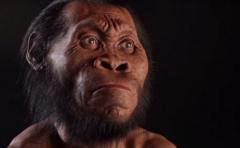 Descubren nuevo antepasado del hombre: el Homo naledi