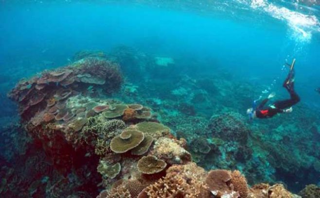 Gran Barrera de Coral amenazada por contaminación