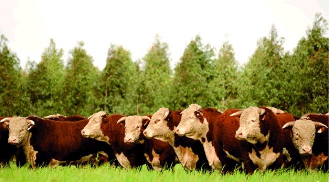 Zafra de toros sigue firme