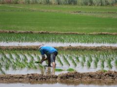 Costos: arroz bajó 300 dólares por há