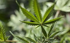 Croacia legaliza uso de cannabis para fines medicinales