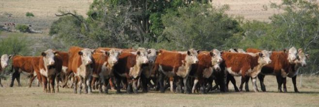 Mercado de haciendas al alza