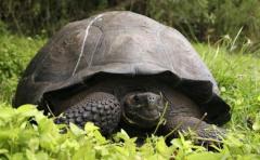 Nueva especie de tortuga gigante habita en Galápagos