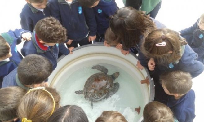 Niños liberan tortugas marinas