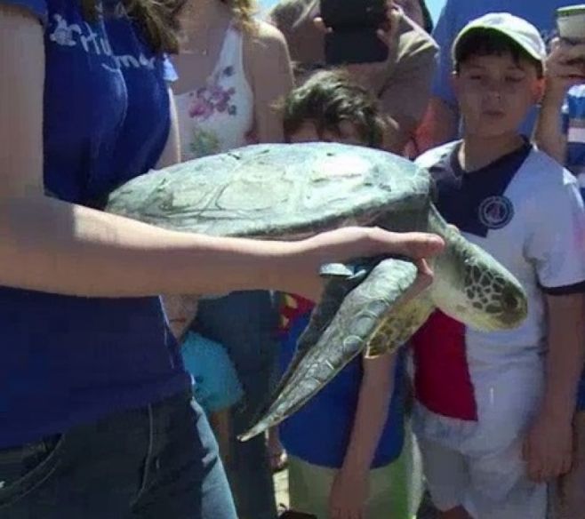 Niños liberan tortugas marinas