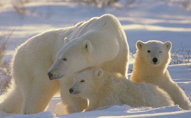 UICN alerta: la supervivencia del oso polar está en jaque