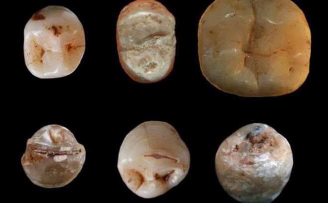 Hallan cómo comían nuestros ancestros hace 400.000 años