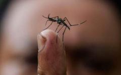 Aprueban la primera vacuna contra el dengue del mundo