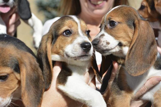 Nacen los primeros perros del mundo por fecundación in vitro. EFE