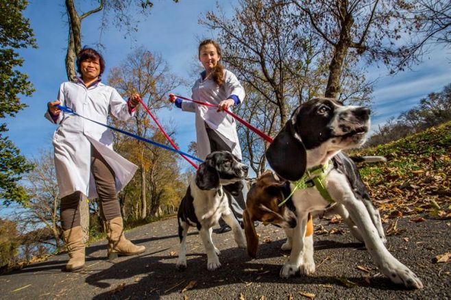 Nacen los primeros perros del mundo por fecundación in vitro. EFE