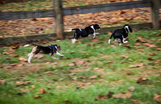 Nacen los primeros perros del mundo por fecundación in vitro. EFE