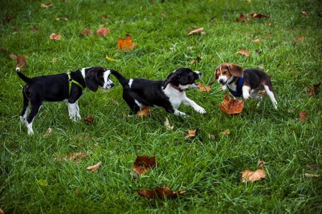 Nacen los primeros perros del mundo por fecundación in vitro. EFE