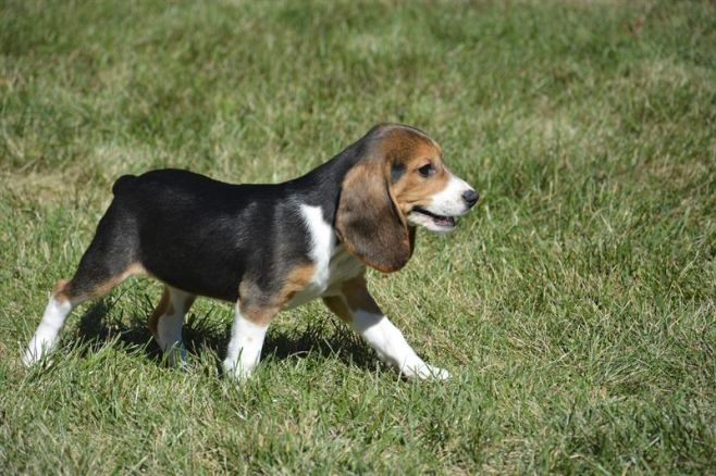 Nacen los primeros perros del mundo por fecundación in vitro. EFE