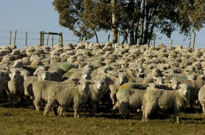 Caída del stock ovino dentro de lo previsto