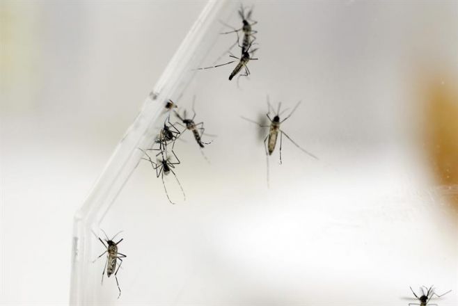 Virus zika: 134 casos microcefalia en Brasil; MSP vigila en Uruguay