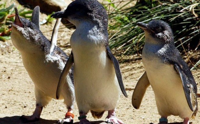 Pingüinos azules cazan en grupo para protegerse