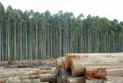 Se afirman las exportaciones forestales