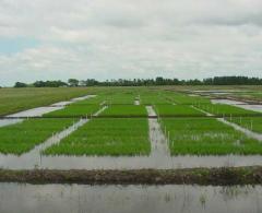 Productores arroceros de Artigas y Salto en alerta por inundaciones