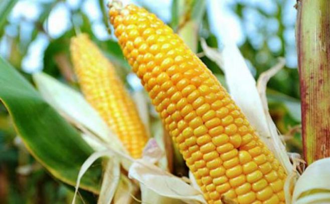 Monsanto anuncia otros 1.000 despidos a nivel global