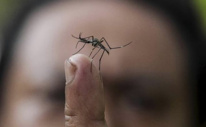 Uruguay en alerta por dos posibles casos de dengue