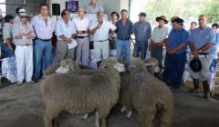 Zafra de reproductores ovinos: buenas perspectivas ante rentabilidad y futuro del ovino