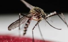 OMS: El virus zika ya es una emergencia mundial