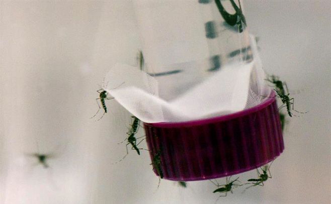 Estados Unidos confirma su primer caso del zika por transmisión sexual