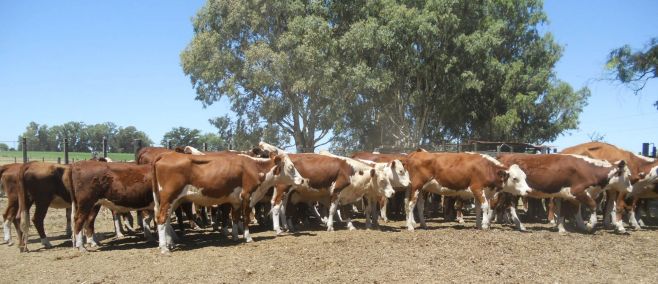 Falta de lluvias condiciona mercado de haciendas