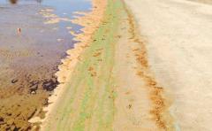 Presencia de cianobacterias afecta mayorÃ­a de playas de Montevideo