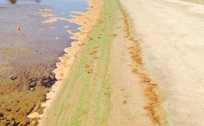 Presencia de cianobacterias afecta mayoría de playas de Montevideo