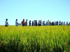 Arroz: "Rompiendo el techo de rendimientos"