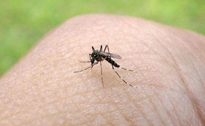 El zika llegó a Asia: detectan el primer caso en Japón en 2016