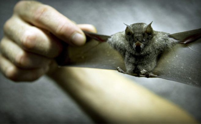 Murciélagos para combatir al mosquito Aedes Aegypti