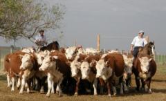 Argentina y Uruguay publicaron los protocolos sanitarios para exportación de carne, ganado para engorde y faena entre ambos países