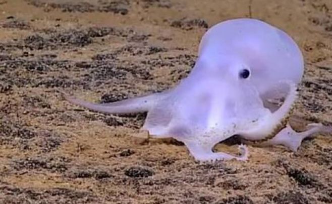 Descubren nuevo pulpo "fantasma" en Hawai