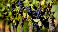 INAVI estima 90 millones de kilos de uva para la producción de vinos de excelente calidad