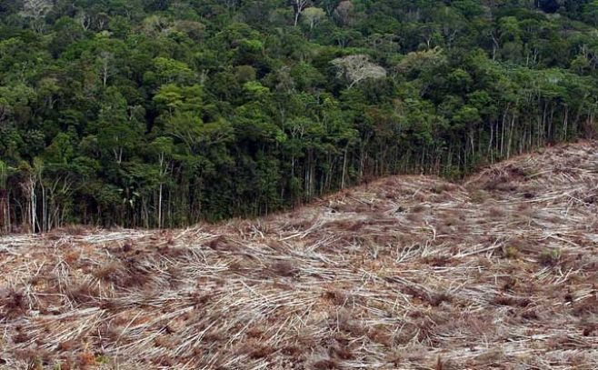 FAO urge a países de América Latina a reducir deforestación