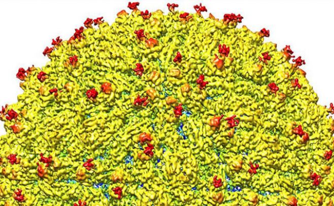 Crean la primera imagen tridimensional del virus del zika