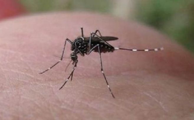 Se confirmó el primer caso de zika importado en Uruguay