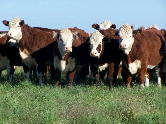 Pulseada: ganaderos se apoyan en el clima para no cerrar negocios con la industria