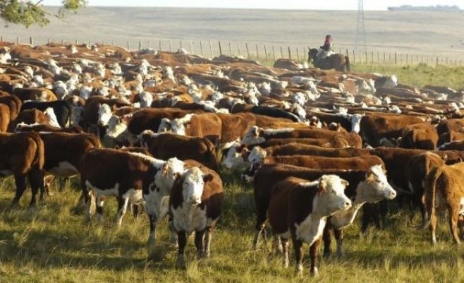 Las lluvias condicionan el manejo de los ganados