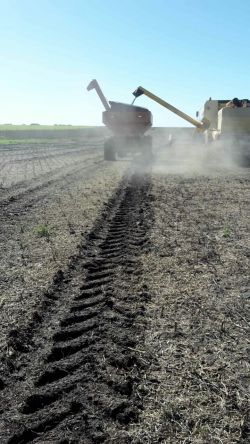 Soja: tras las lluvias se reanudan las trillas