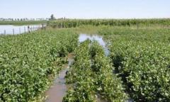 Clima: no da tregua a la agricultura