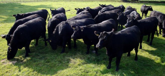 Raza Angus crece 3% por año