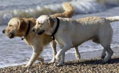 ¿Por qué los perros labradores siempre tienen hambre?