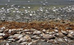 Toneladas de peces muertos invaden las playas chilenas